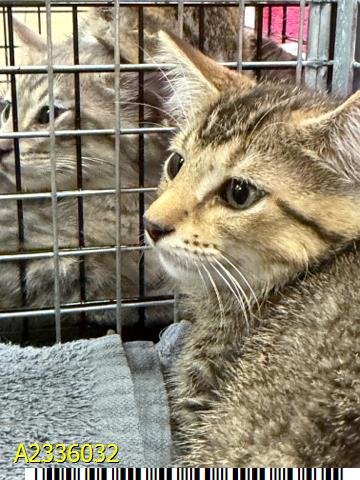 DUCK - Domestic Short Hair available for adoption