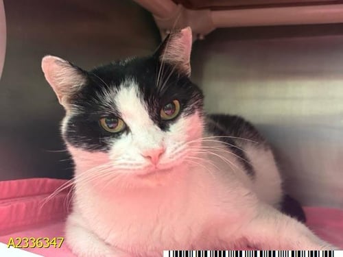 BOE - Domestic Short Hair available for adoption