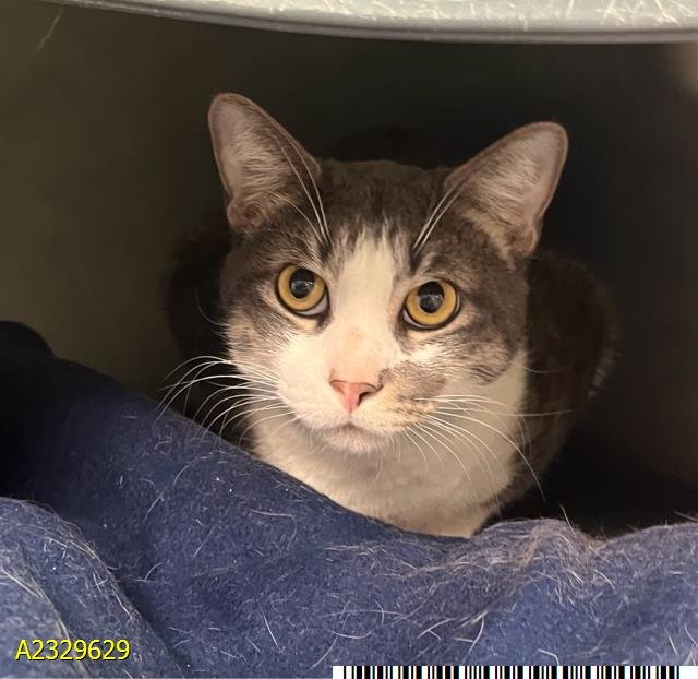 TANK - Domestic Short Hair available for adoption