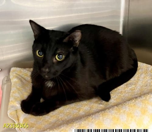ANTONIO - Domestic Short Hair available for adoption