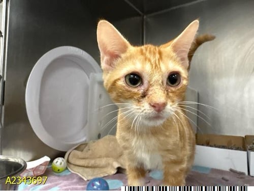 JONNIE - Domestic Short Hair for adoption in West Palm Beach