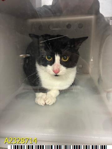 ZOE - Domestic Short Hair available for adoption