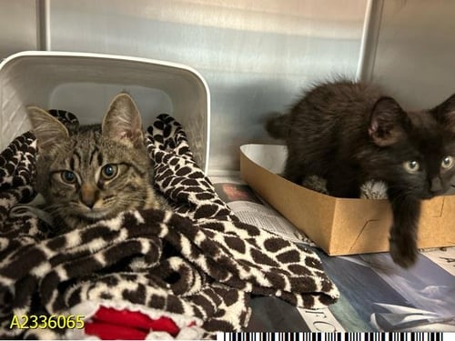 RENI - Domestic Short Hair available for adoption