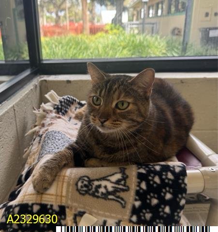 JUPITER - Domestic Short Hair available for adoption