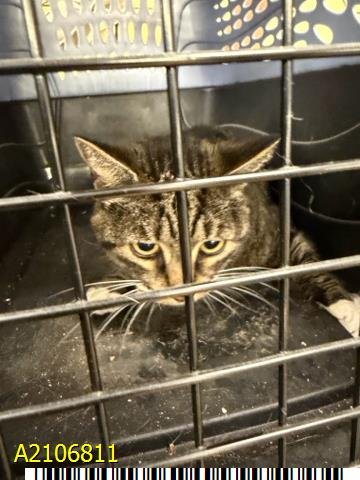 ALICE - Domestic Short Hair available for adoption