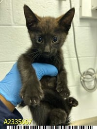 MILO - Photo 1
