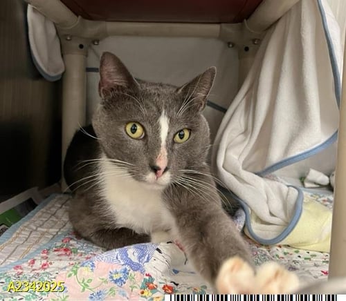 FRANCIS - Domestic Short Hair available for adoption