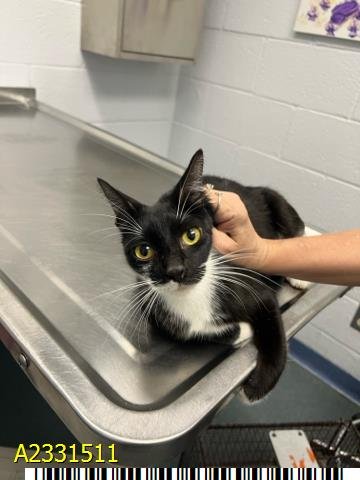 ROXY - Domestic Short Hair available for adoption