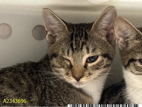DONNIE - Domestic Short Hair for adoption in West Palm Beach