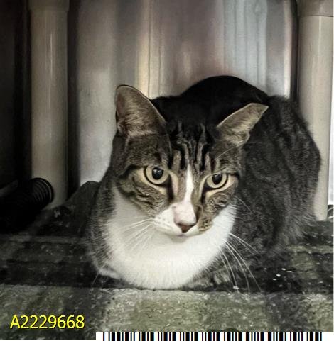 HITCH - American Shorthair available for adoption