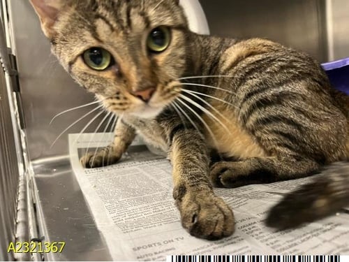 MOCHA - Domestic Short Hair available for adoption