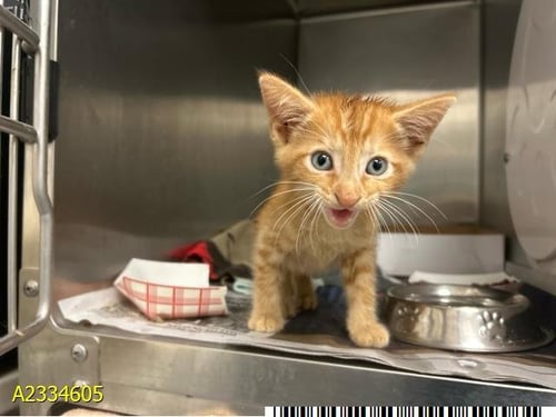 DANIEL TIGER - Domestic Short Hair available for adoption