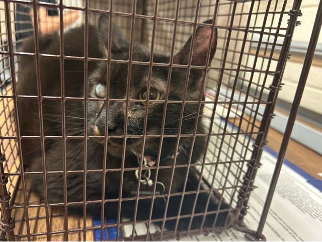 LUCY LU - Domestic Short Hair available for adoption