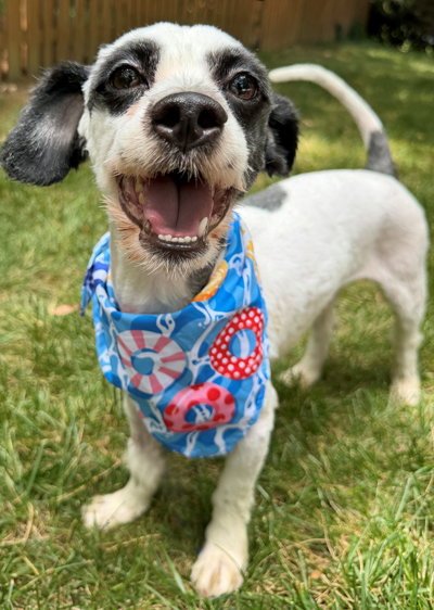 CHEF - Lhasa Apso / Parson Russell Terrier available for adoption