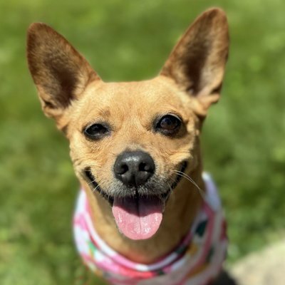DENA - Corgi / Chihuahua for adoption in Alexandria