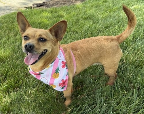 DENA - Corgi / Chihuahua available for adoption