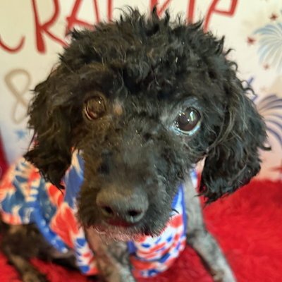 STELLA - Poodle (unknown type) for adoption in Alexandria