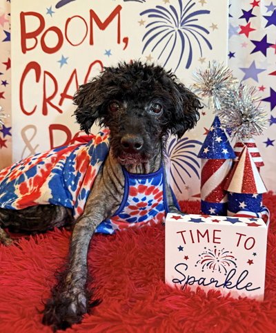 STELLA - Poodle (unknown type) available for adoption