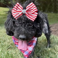 Stella - Photo 5