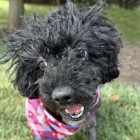 Stella - Photo 6