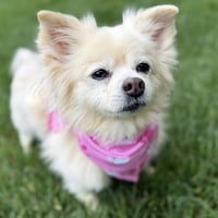Lilly - Photo 4