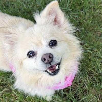 LILLY - Pomeranian for adoption in Alexandria