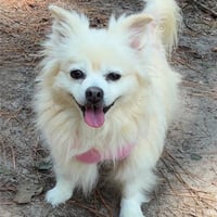 Lilly - Photo 6