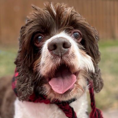 SHILOH - Cocker Spaniel for adoption in Alexandria
