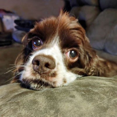 Shiloh - Photo 8