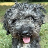 Bart - Photo 1