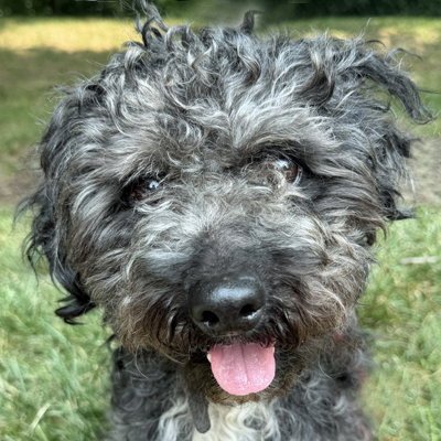 BART - Cockapoo for adoption in Alexandria