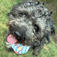 Bart - Photo 4
