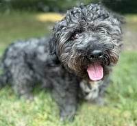 Bart - Photo 7