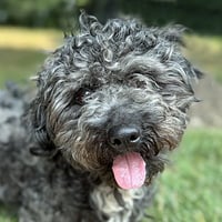 Bart - Photo 8