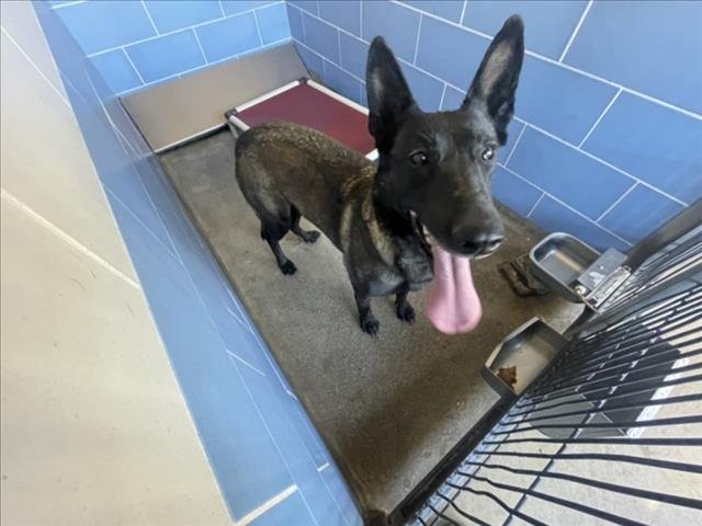 PANTERA - Belgian Shepherd Malinois available for adoption