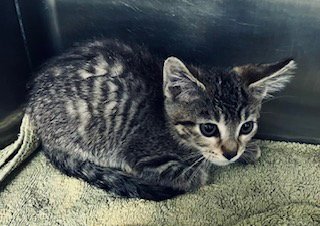 *TAMATOA - Domestic Short Hair available for adoption