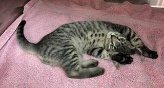 *TAMATOA - Domestic Short Hair available for adoption