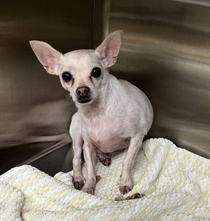 *FIESTY - Chihuahua available for adoption