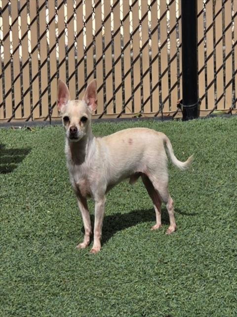 *FIESTY - Chihuahua available for adoption