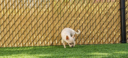 *FIESTY - Chihuahua available for adoption