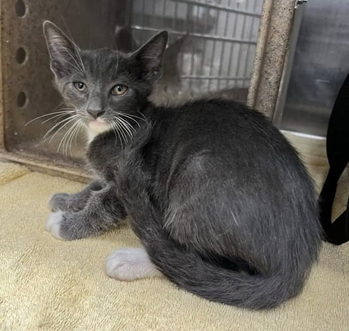 *JUPITER - Domestic Short Hair available for adoption