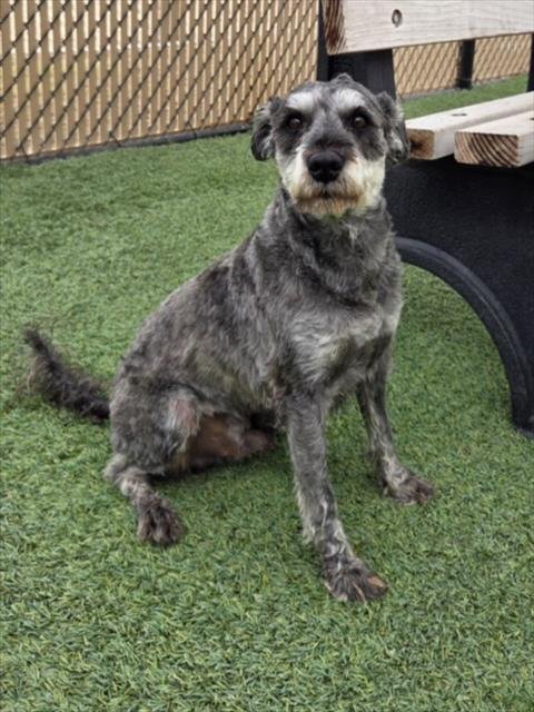 *LICORICE - Miniature Schnauzer available for adoption