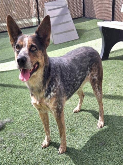 GIGI - Australian Cattle Dog/Blue Heeler available for adoption