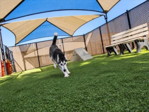 *SAGE - Siberian Husky available for adoption