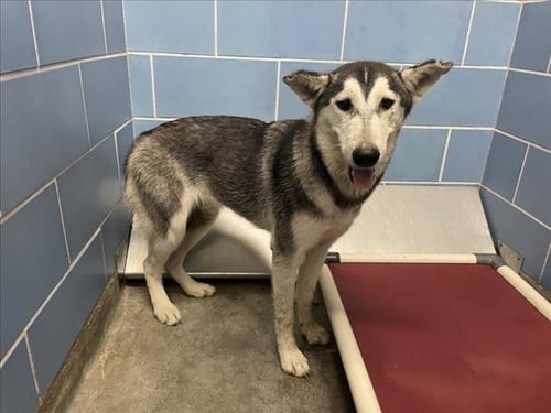 *SAGE - Siberian Husky available for adoption