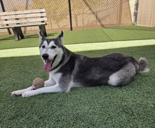 *SAGE - Siberian Husky available for adoption