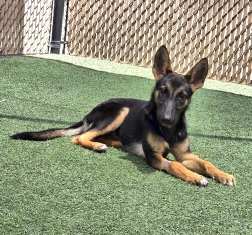 *DRAGON - German Shepherd Dog available for adoption