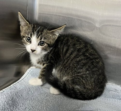 *LITTLEFOOT - Domestic Short Hair available for adoption