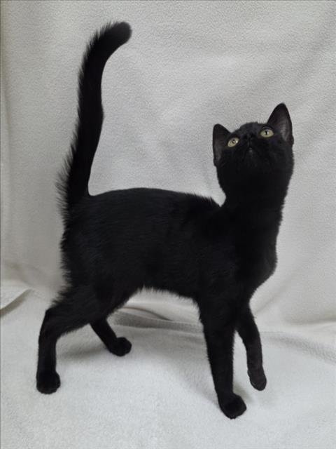 *WILLY - Domestic Short Hair available for adoption