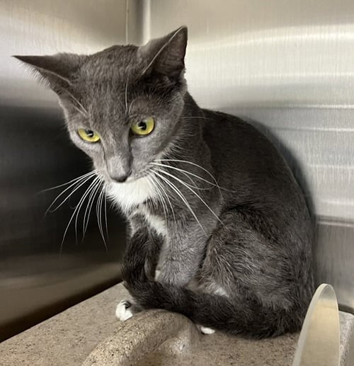 *VENUS - Domestic Short Hair available for adoption